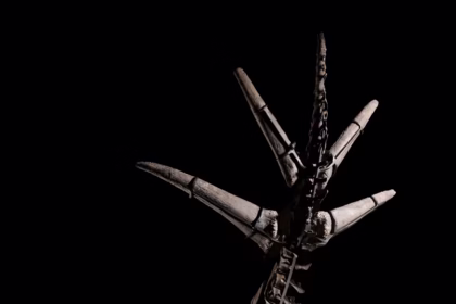 Stegozauru skeleta izsole