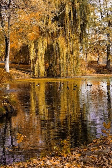 Putni Manor House Spa parkā