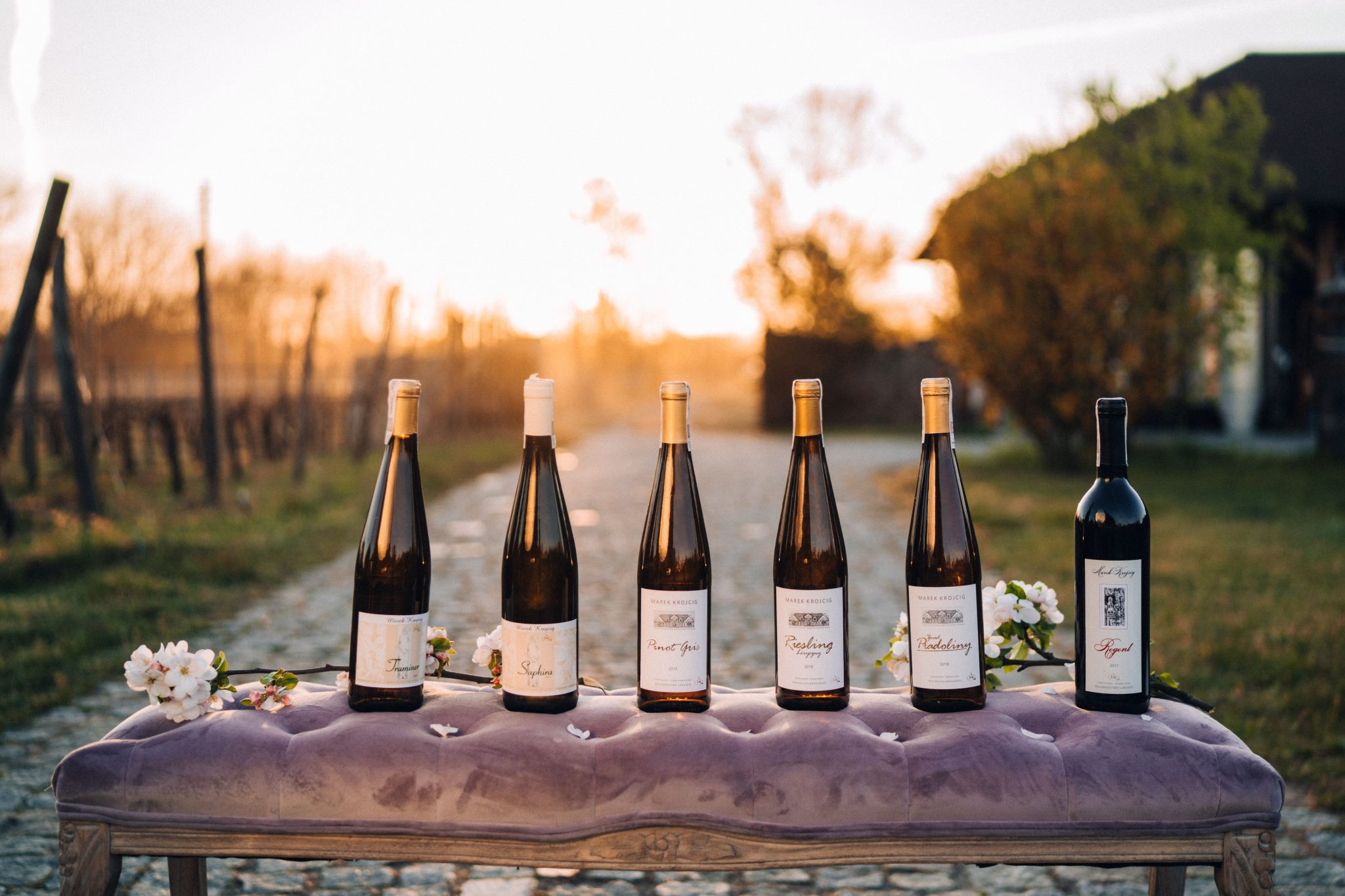 Vīna dārzi Žeļonā Gura