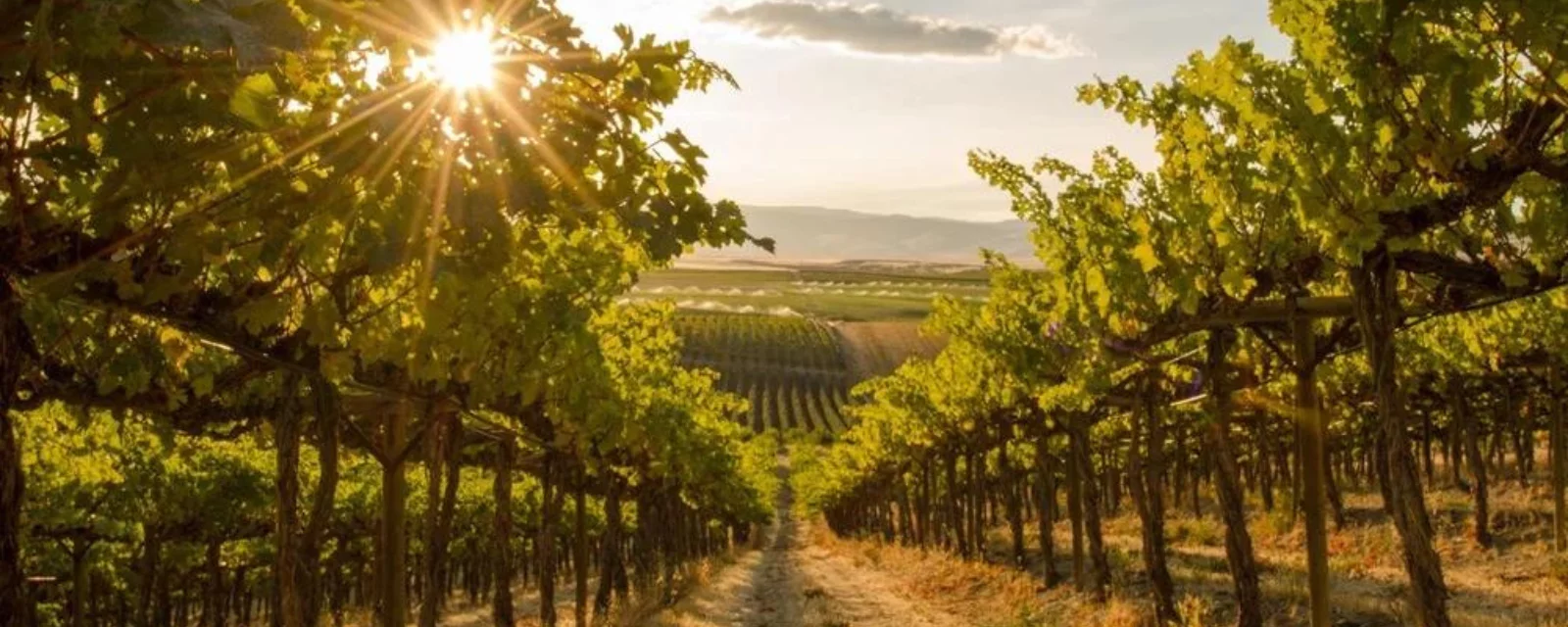 Vīna dārzs Polijā